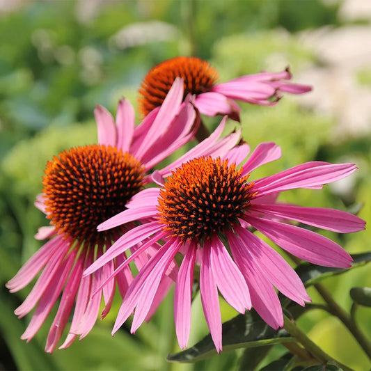 Echinacea: The Immune System Booster